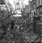 Giant tree tumbles, but family doesn’t hear a thing