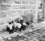 Rare 'Multiple Birth' For Local Ewe