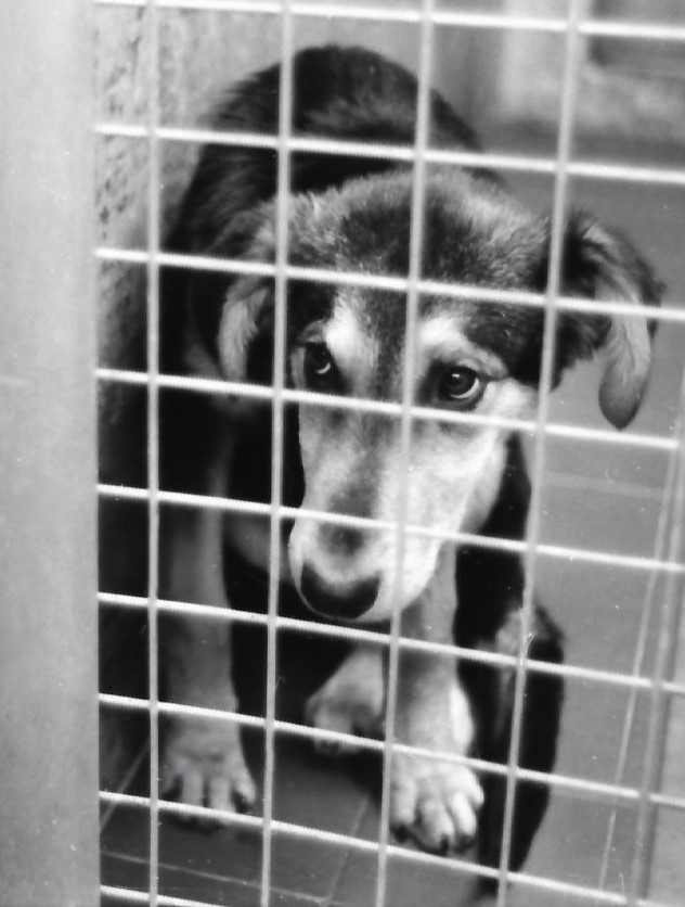 Who Can Resist These Two Puppies?